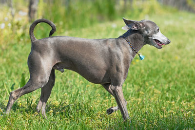 Side view of a dog on field