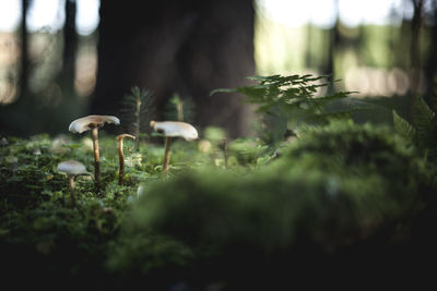 Close-up of mushroom growing in forest