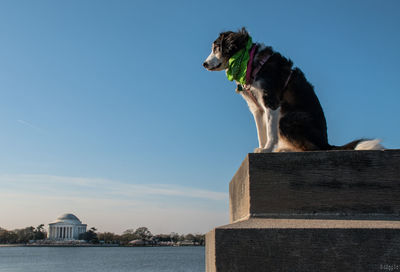 Dog sitting on retaining wall by jefferson memorial against sky