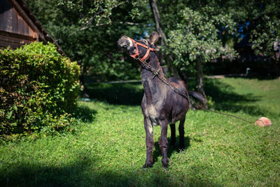 Horse in a field