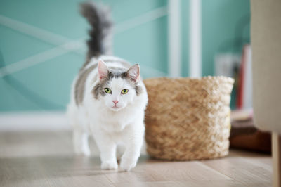 Portrait of cat walking on floor at home