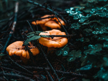 High angle view of chanterelles on forest floor amidst green leaves