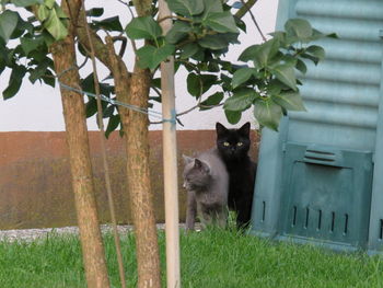 Cat on tree