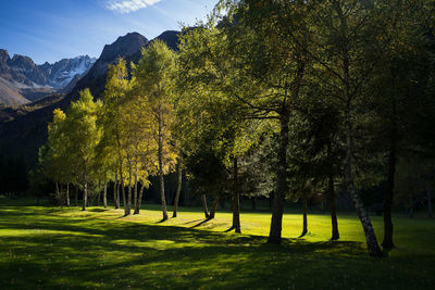 Trees on landscape against sky