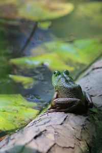 Close-up of frog on rock