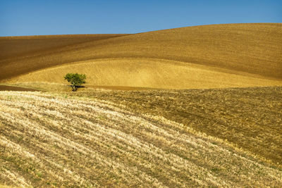 Scenic view of field against clear sky