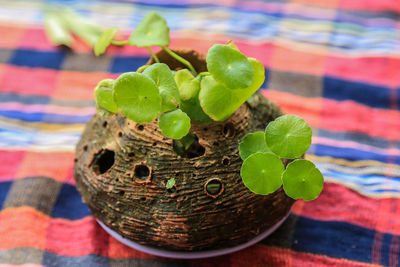 High angle view of potted plant on table