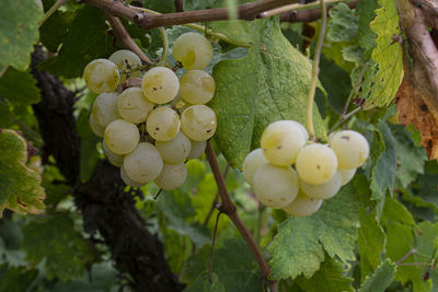 Close-up of fruits growing in vineyard