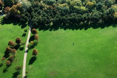 High angle view of a reptile on a field