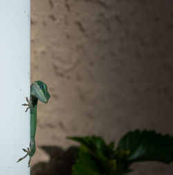 Close-up of insect on wall