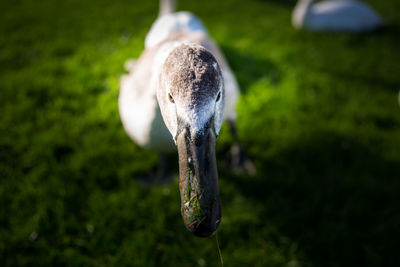 Close-up of bird