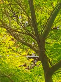 Close-up of tree in forest