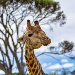 Low angle view of giraffe against sky