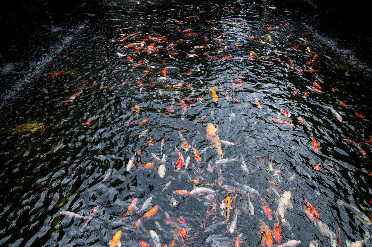 HIGH ANGLE VIEW OF KOI CARPS IN WATER