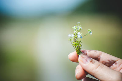 Close-up of hand holding small flower