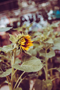 Close-up of yellow flowering plant