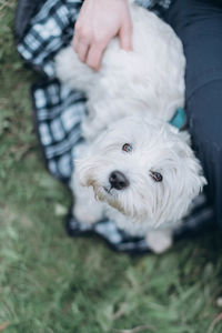 Dog lying on field