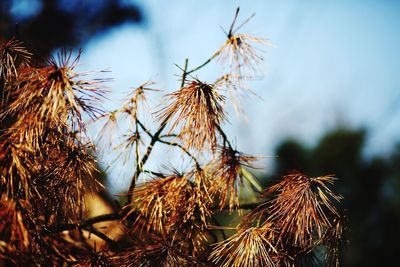 Close-up of dried plant against sky