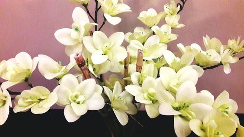 Close-up of flowers blooming outdoors