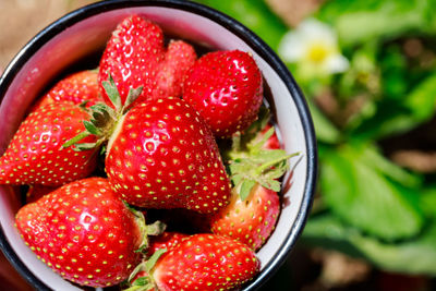 Close-up of strawberries in bowl