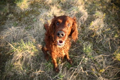 Portrait of dog on grass