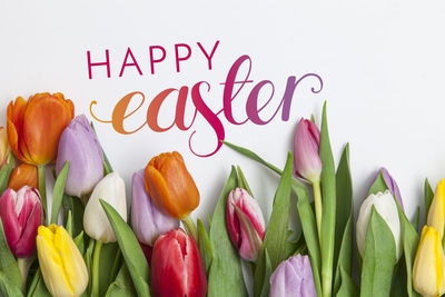 Close-up of tulips against white background