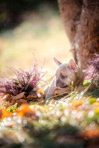Close-up of a dog on flower