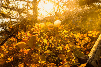 Close-up of yellow flowering plant on field