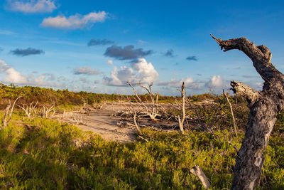 View of driftwood on field against sky