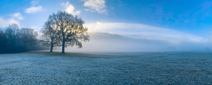 Tree on snow covered field against sky