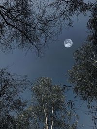 Low angle view of moon in sky at night