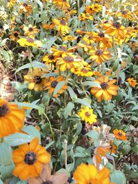 flowering plant