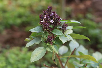 Close-up of flowering plant