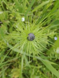 Close-up of dandelion on plant