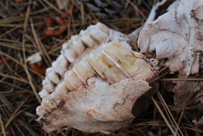 Close up of animal skeleton