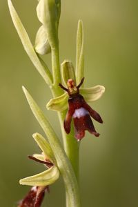 Close-up of red flowering plant