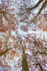 Low angle view of trees against sky