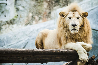 Portrait of white lion on wood by den