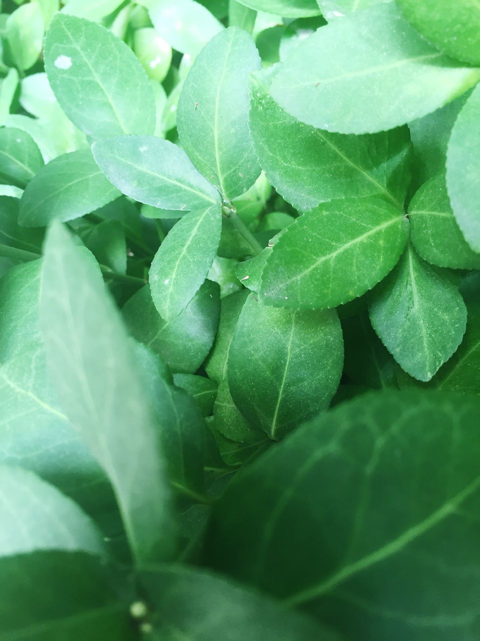 leaf, green color, growth, full frame, backgrounds, close-up, plant, freshness, nature, leaf vein, beauty in nature, green, natural pattern, leaves, no people, day, fragility, detail, selective focus, outdoors, lush foliage, tranquility, focus on foreground, botany, growing, macro