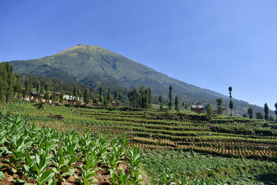 Scenic view of agricultural field against clear sky