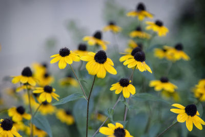 Close-up of yellow flowering plant