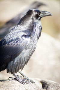 Close-up of bird