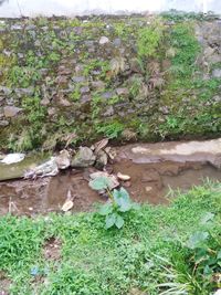 Plants growing on riverbank