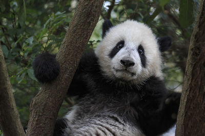Close up of a giant panda ailuropoda melanoleuca in chengdu - sichuan, china
