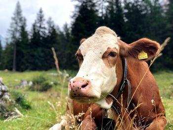 Cow in a field