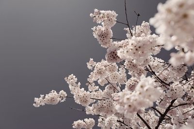 Close-up of white cherry blossom tree