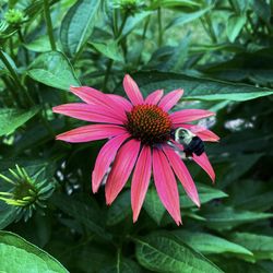 Close-up of insect on pink flower