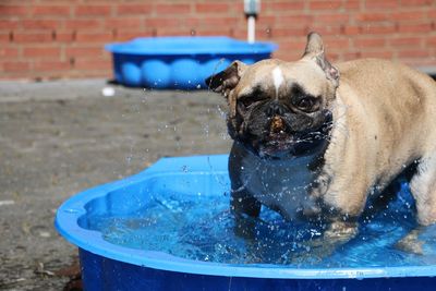 Close-up of wet dog against blue water