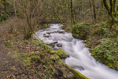 Stream flowing through forest