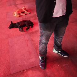 Low section of man standing with red dog
